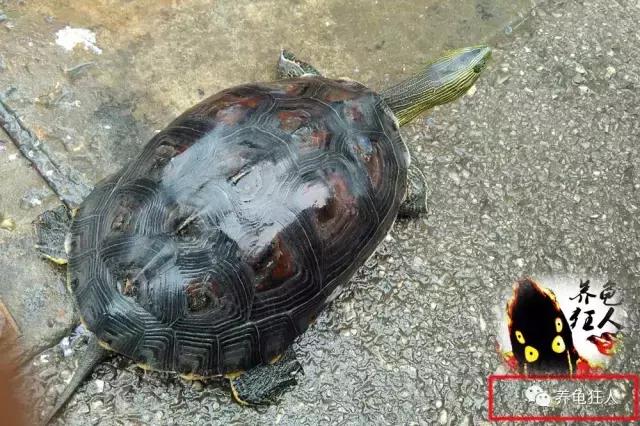 南石龟草龟花龟哪个体型大,草龟花龟珍珠龟哪个更好养