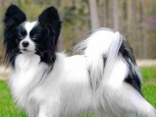 哪种狗最聪明温顺可爱,最聪明的五种狗