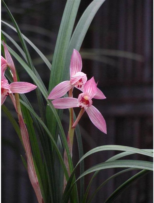 精品玉兰的品种及图片,国兰花朵不艳丽但香气清雅