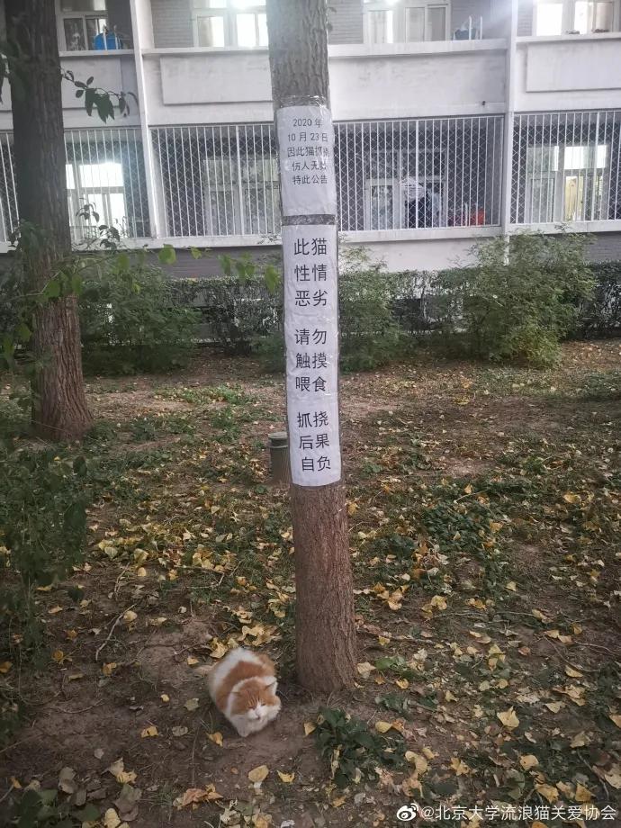 一到毕业季，我们大学的校猫就疯了哈哈哈