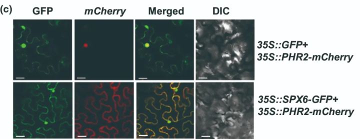 辨清敌我，统一战线——确定基因上下游关系