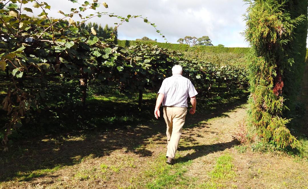 原产于中国乳名鹅莓的土货，被新西兰的土壤孕育成了国际巨星