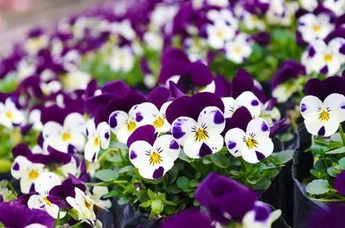 各国国花及花语英文,世界各国的国花资料