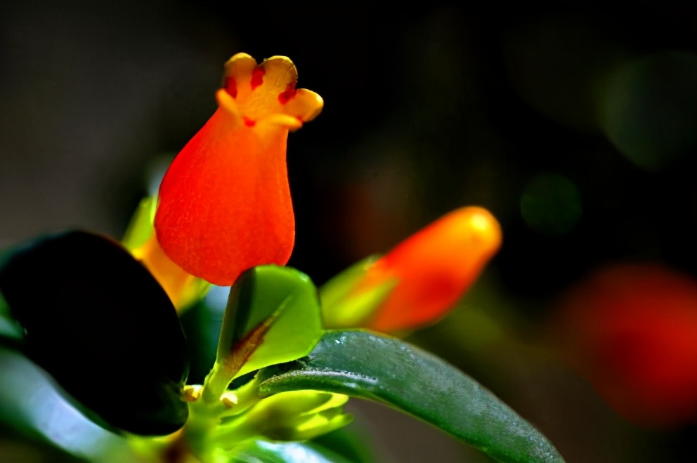 如何防止金鱼吊兰枯萎发黄,小金鱼吊兰黄叶