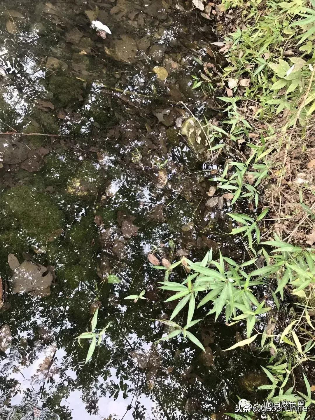 草龟难养,养草龟笔记