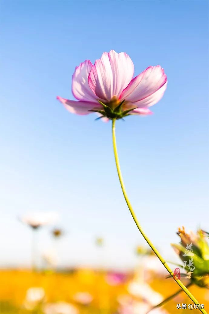 春风十里不如你，这些花海在国庆节期间盛放，不要错过了