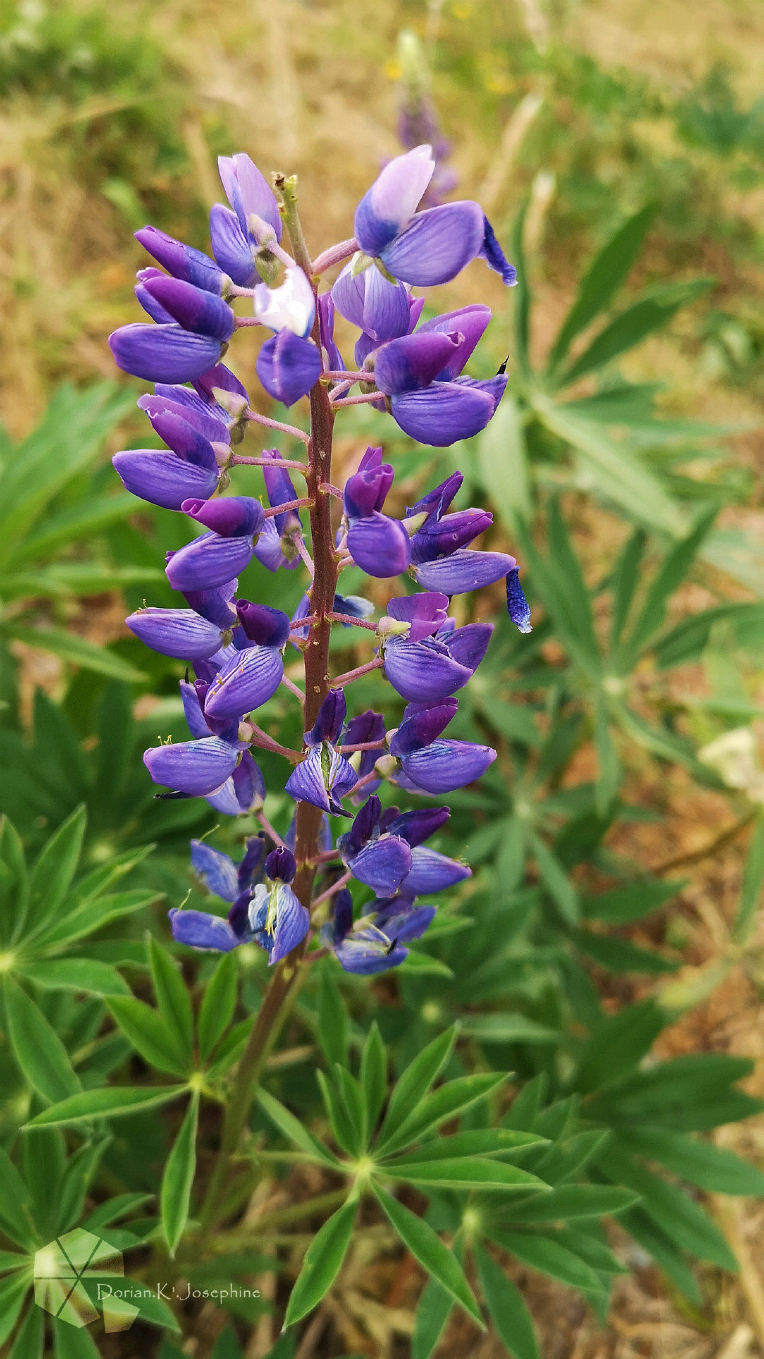 新西兰南岛一日游,新西兰南岛旅游地图