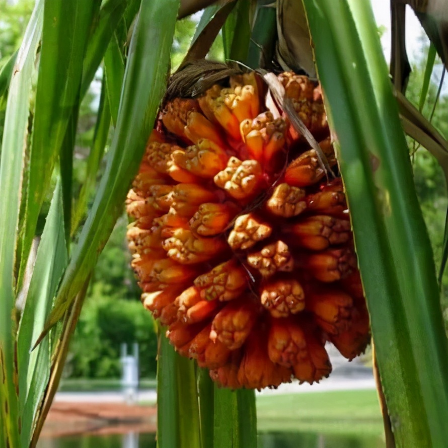 《本草纲目》上没有菠萝，菠萝助消化，但吃多了上火“割肠”