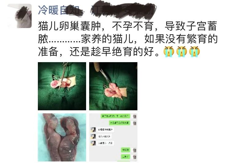 猫咪子宫蓄脓用地米能治好吗,胆小慎入猫咪