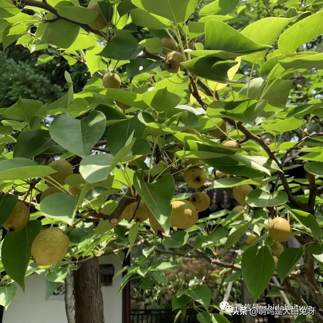 苏州一日游团队攻略,200元苏州一日游