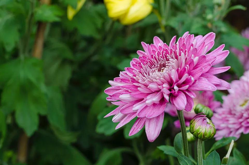 深圳免费公园哪里最好啊,深圳十大免费公园景点大全