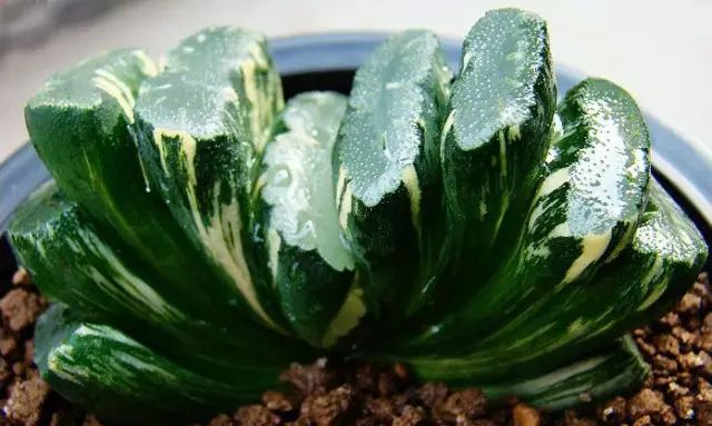 世界上最昂贵的花一朵价值1500万,世界上最高贵的花典雅图文