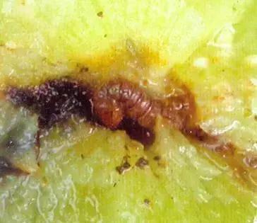 樱桃常见虫害有哪些,樱桃虫害最佳防治方法