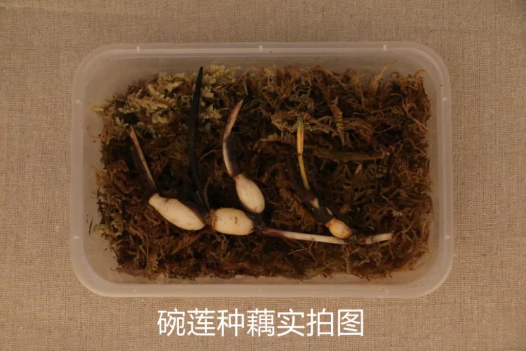 碗莲跟睡莲哪个适合鱼缸养鱼,睡莲和碗莲哪个适合在水缸养