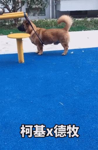 让狗子远离柯基,让你家狗离柯基远点