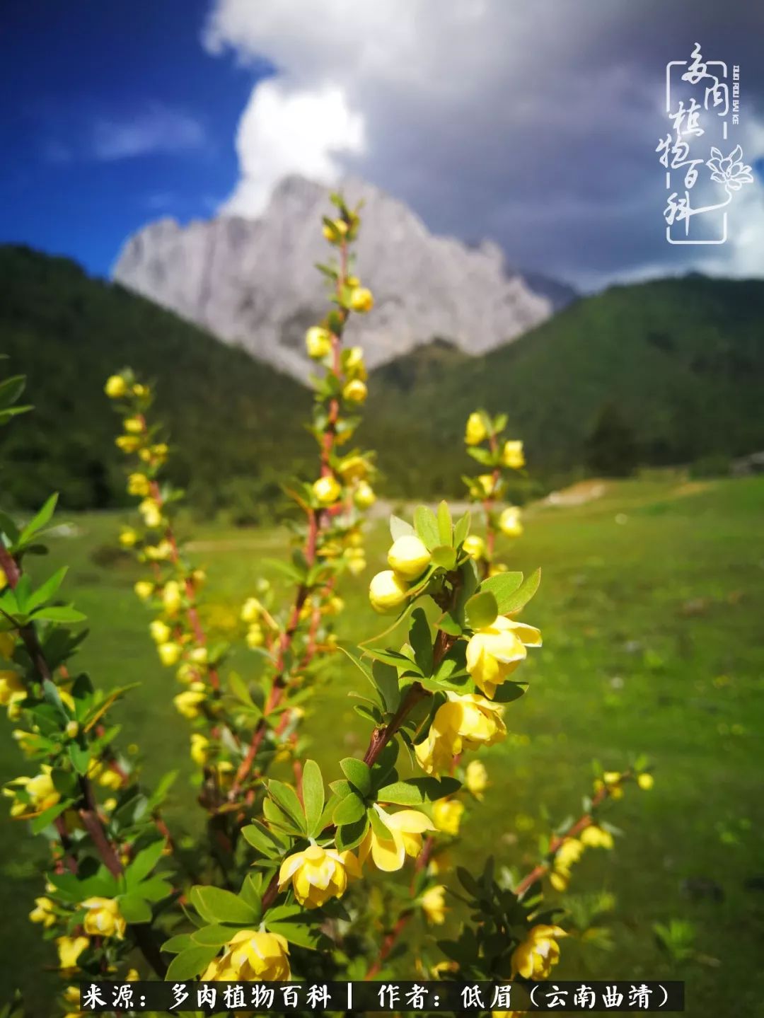 多肉看多了审美疲劳，今晚上点不一样的野味