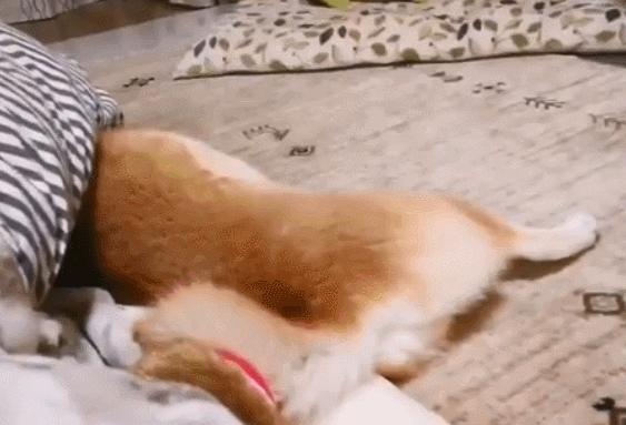 柴犬费尽心思，成功躲进被窝一眠，没成想睡醒被“五行山”封印