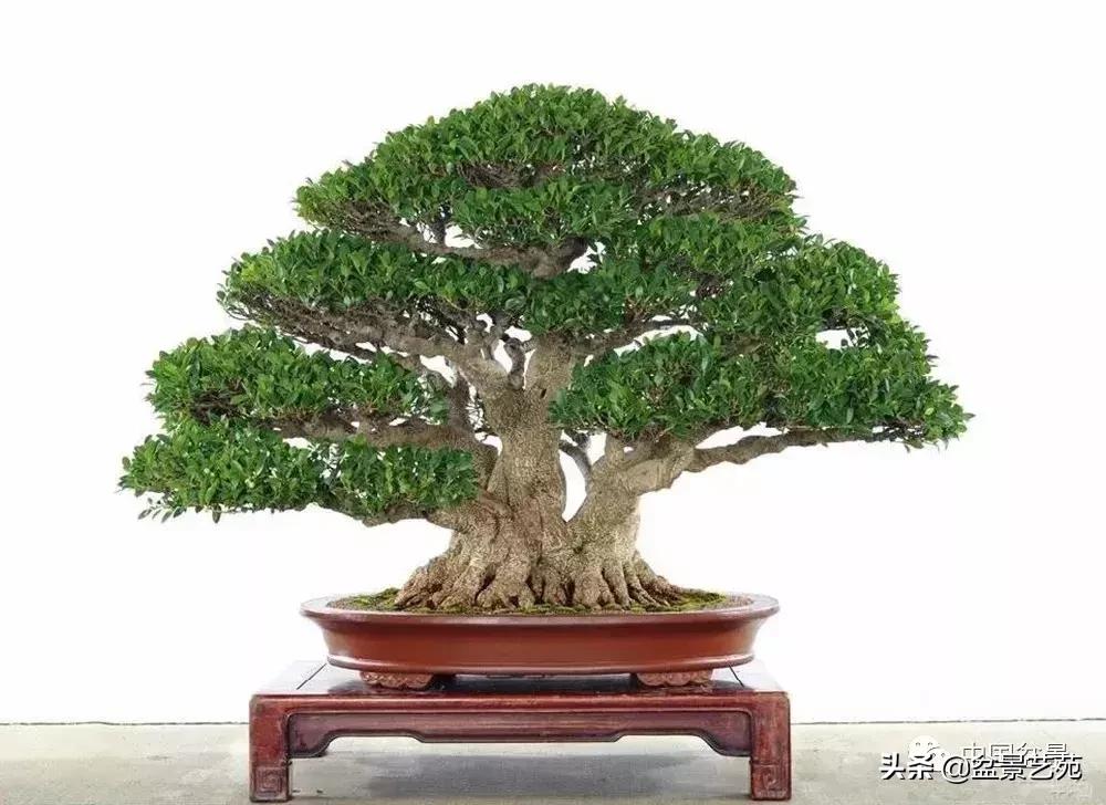 天生好养的36种盆景植物,好养的大盆景植物推荐