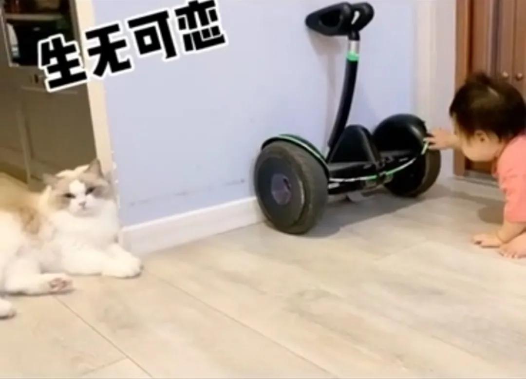 哪种猫最会带娃,什么猫带娃最好