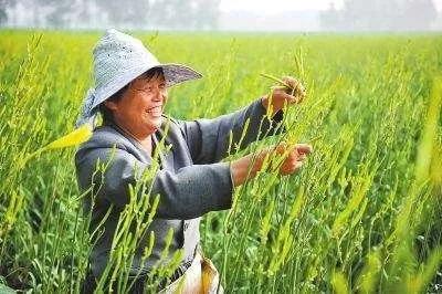 常用的棉花施肥技术常识,复合肥施肥常识大全