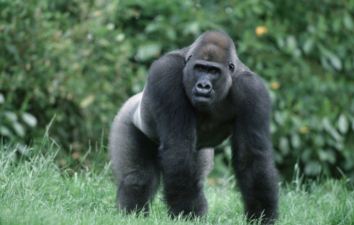 野人49.谁在乾坤山*窥偷**我？齐莽正感觉难受时山上滚下了石头