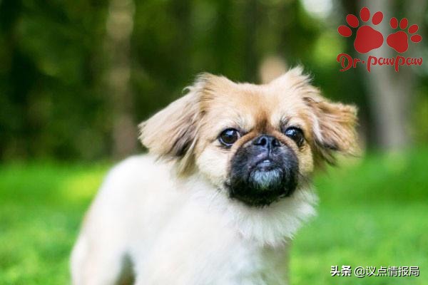 普安特：狗狗身体有臭味的原因一定要看