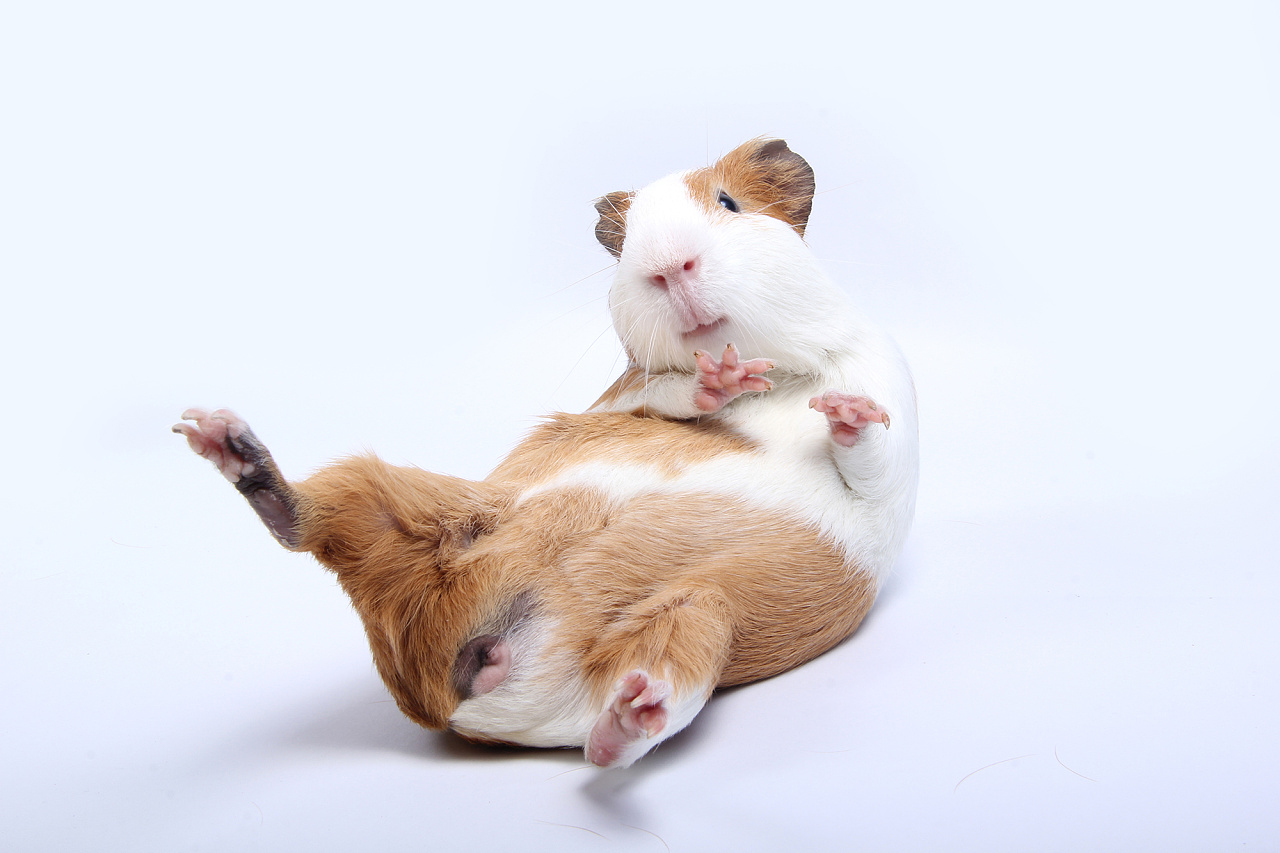 仓鼠最适合新手饲养的排名,最适合新手养的仓鼠