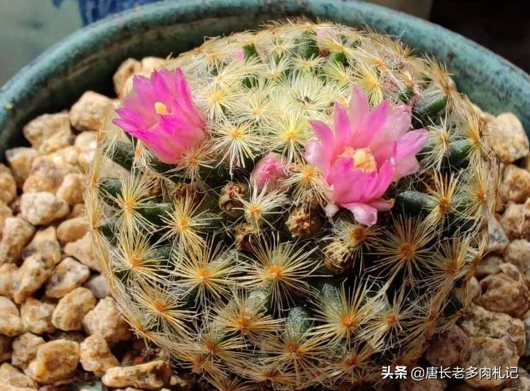 龙爪属仙人球配土要加石灰石吗,生石灰拌土养多肉可以吗