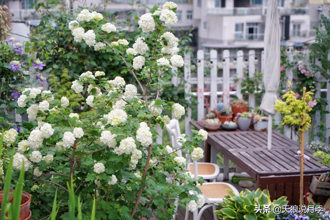 如何打造四季开花的花园,如何打造四季都有花的花园