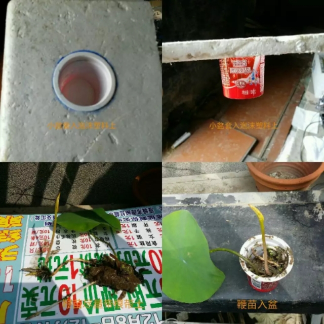 纰楄幉绉嶈棔绉嶆鏂规硶,绉嶆纰楄幉鐢ㄤ粈涔堝湡