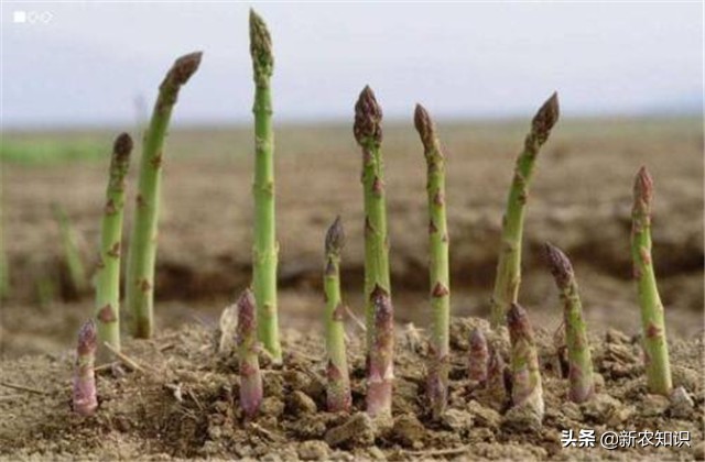 芦笋的种植方法详细教程,芦笋的种植方法和技巧