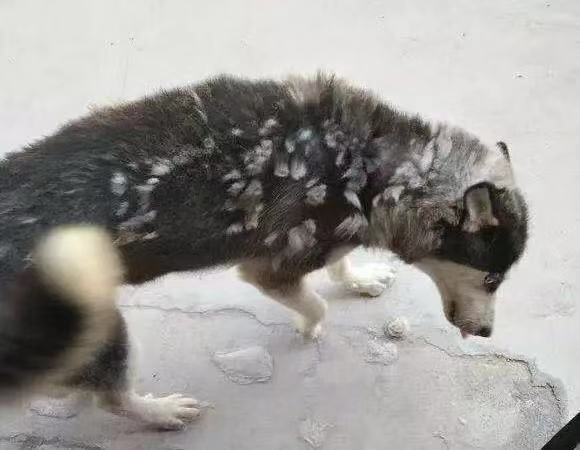 狗狗有皮肤病掉毛严重怎么办,掉毛不严重的大型犬狗狗第一名