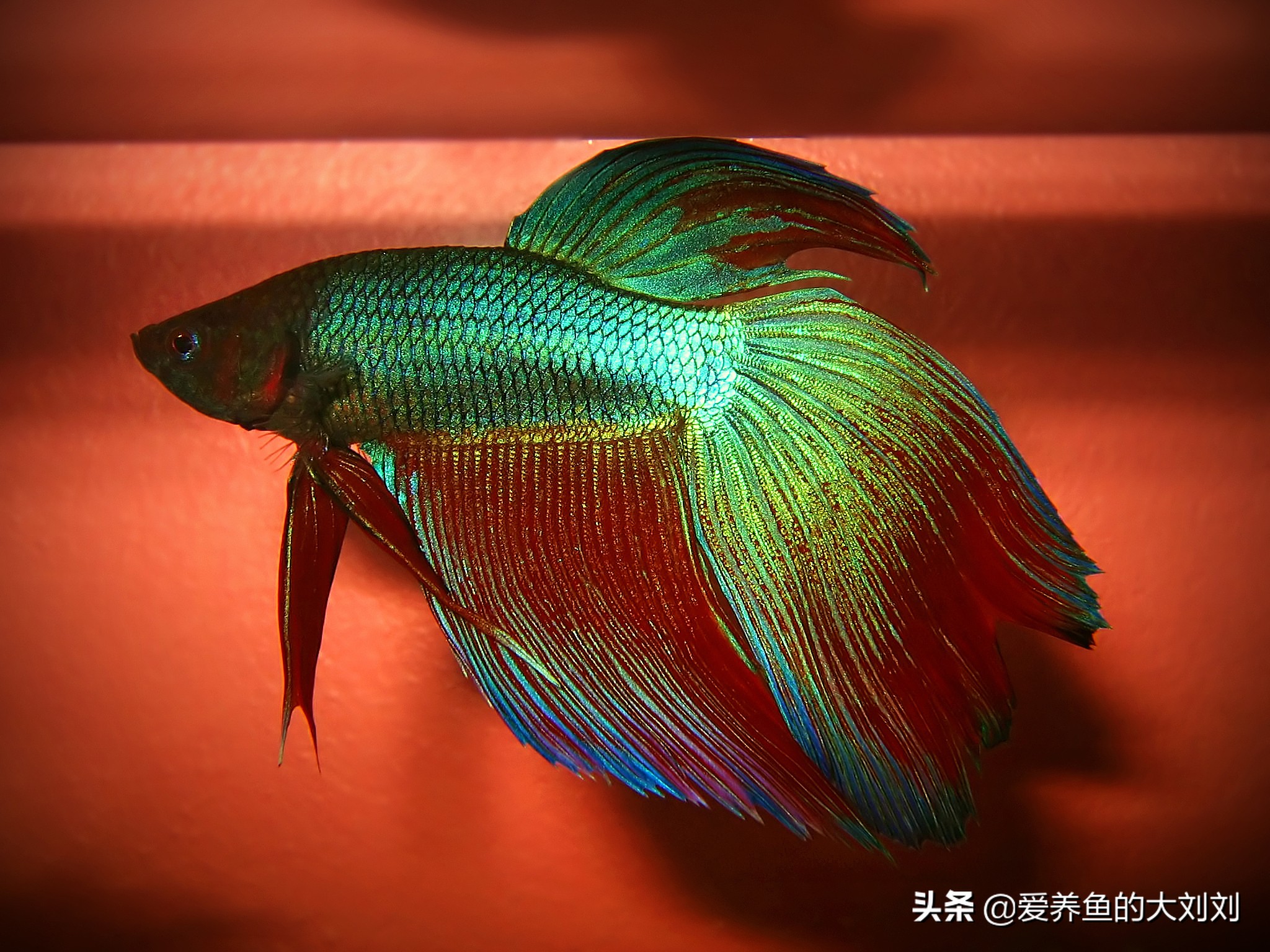 怎样能让泰国斗鱼的寿命长一些,泰国斗鱼可以活多长时间