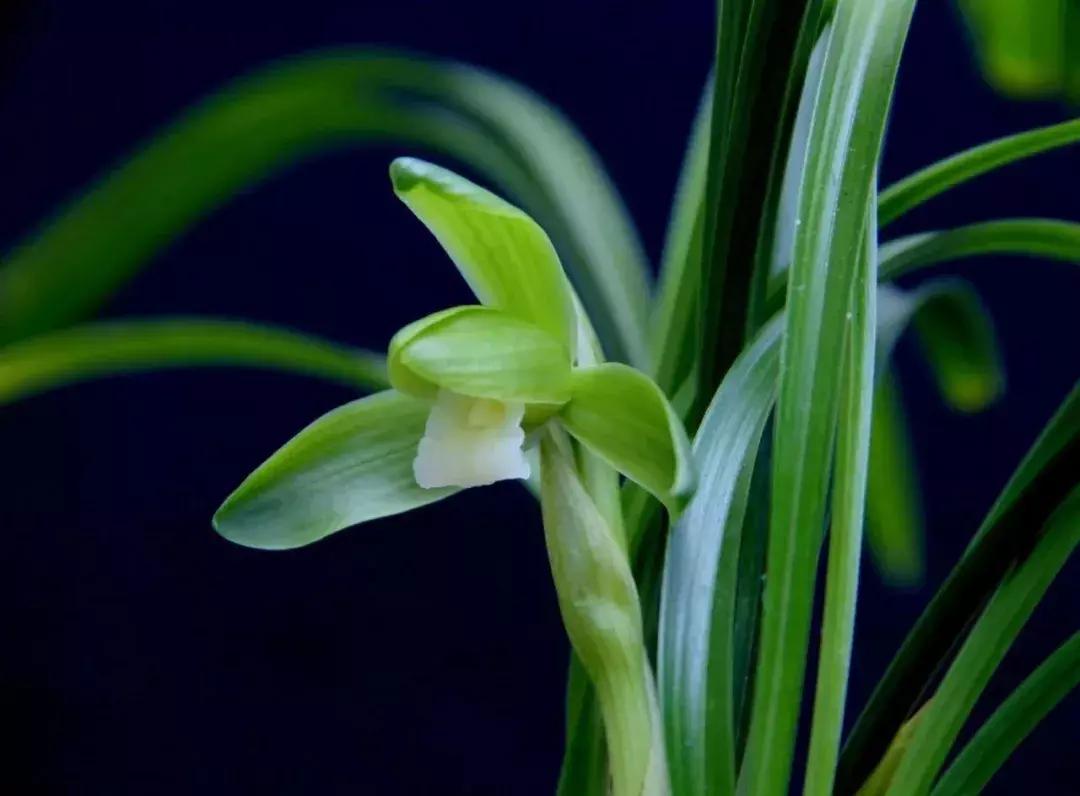 薄荷盆栽放在卧室对身体有害吗,卧室盆栽植物种什么好