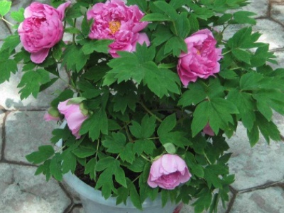 盆栽牡丹花的方法图解,盆栽牡丹花种植视频