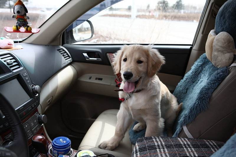 狗狗寄养需要带什么,狗狗寄养回家的状态