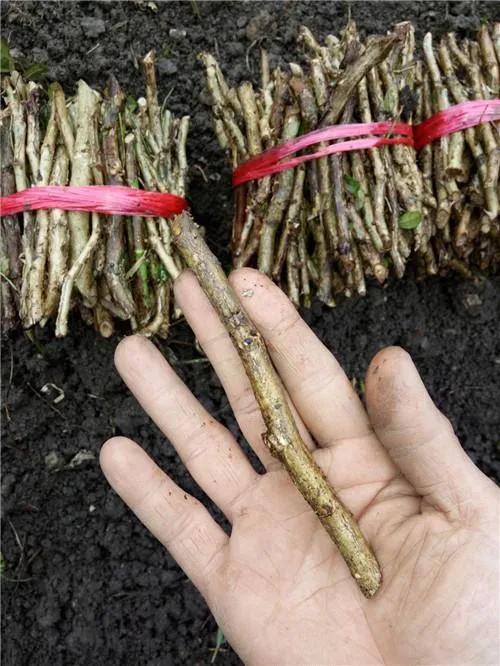 金钱树叶片扦插成活后怎么移栽,苗木扦插成活率高技巧