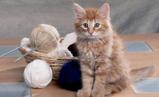 家里猫咪无论怎么样都不听话,家里猫咪现在很少打呼噜了