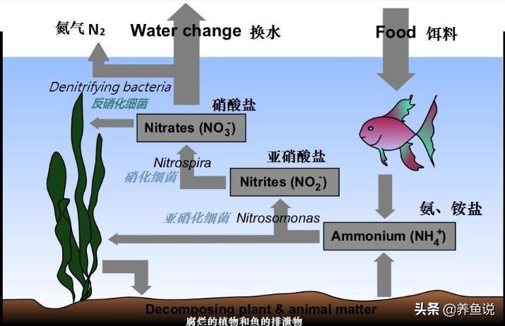 鱼缸没养鱼时如何培养硝化细菌,小鱼缸养鱼加硝化细菌