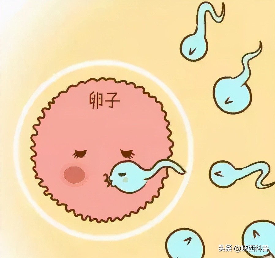 女汉子是怎么样炼成的,女人是怎样炼成的