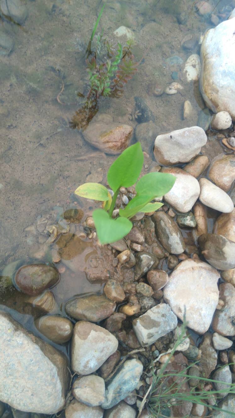 沼泽过滤鱼缸怎么开缸,沼泽缸开缸教程
