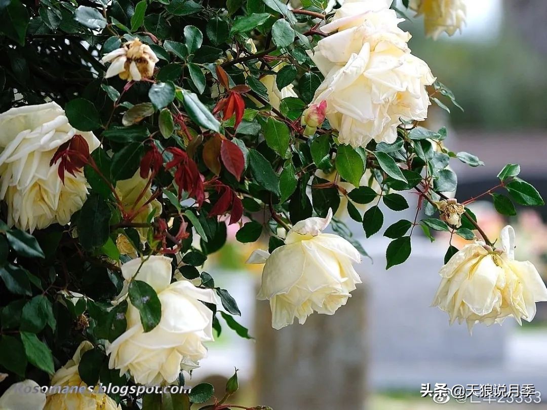怦然心动的万人迷月季，原来从它而来（二）