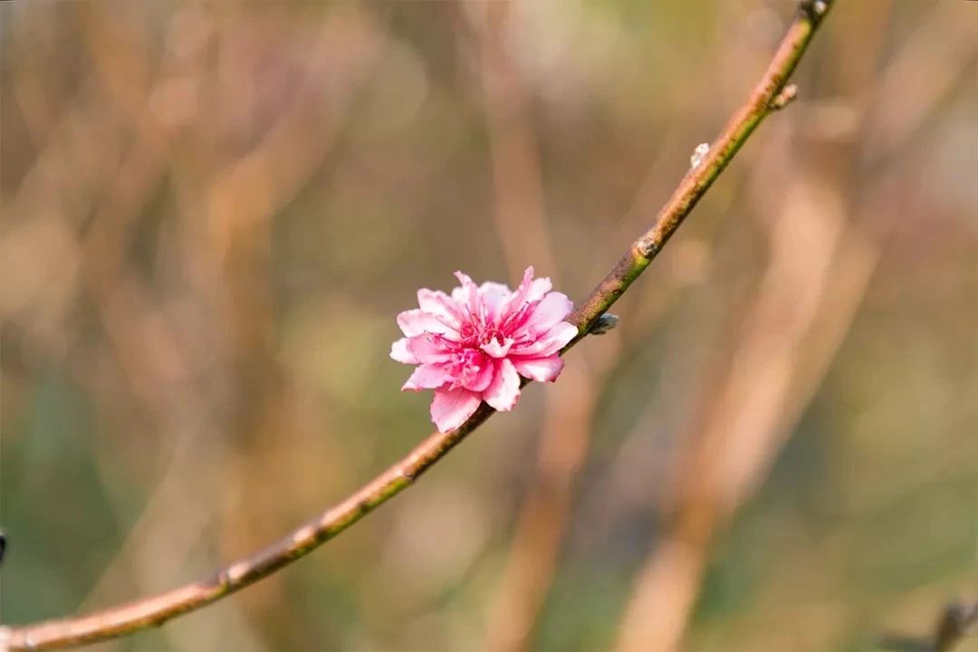 去深圳免费游玩的10个地方,深圳免费游玩景点推荐
