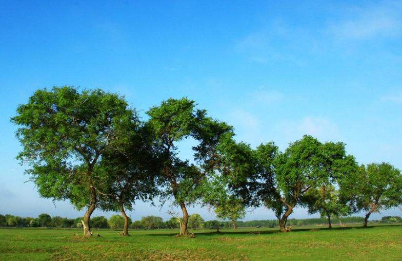 2022年最值钱紧缺的苗木是啥,什么苗木最值钱又好养