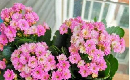 小橘子皮养花是怎么养的,橘子皮养花枝繁叶茂