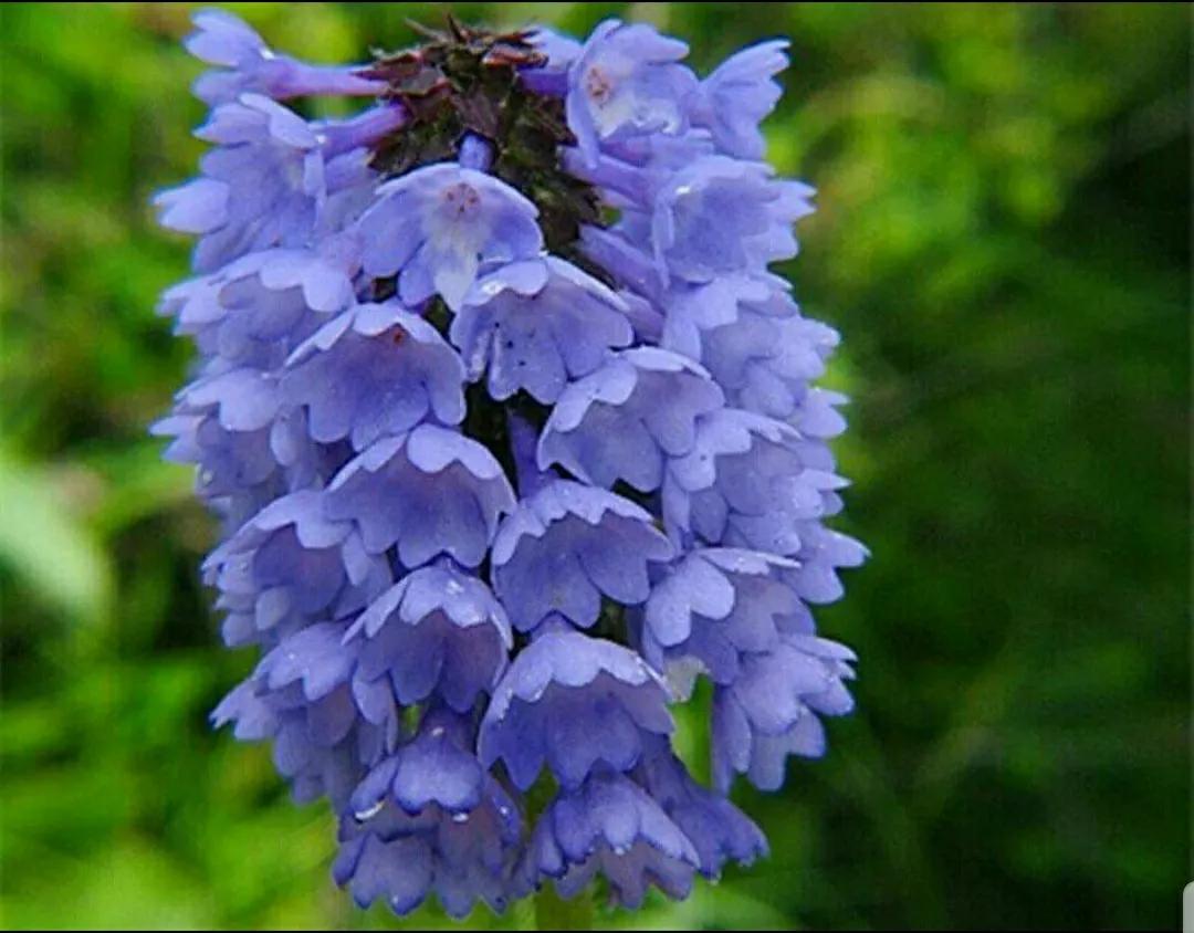 芳踪难觅濒危花！清新治愈篇：沙漠高原是吾家，豹子花的春天来了