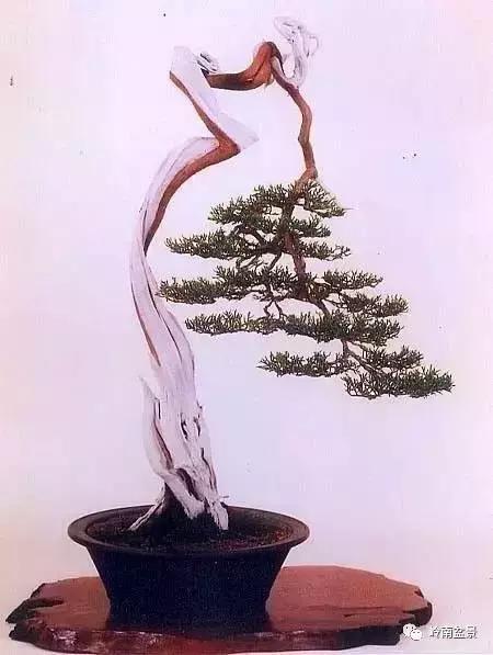 一盆盆景佳作究竟应该是怎样的,大师级盆景作品欣赏