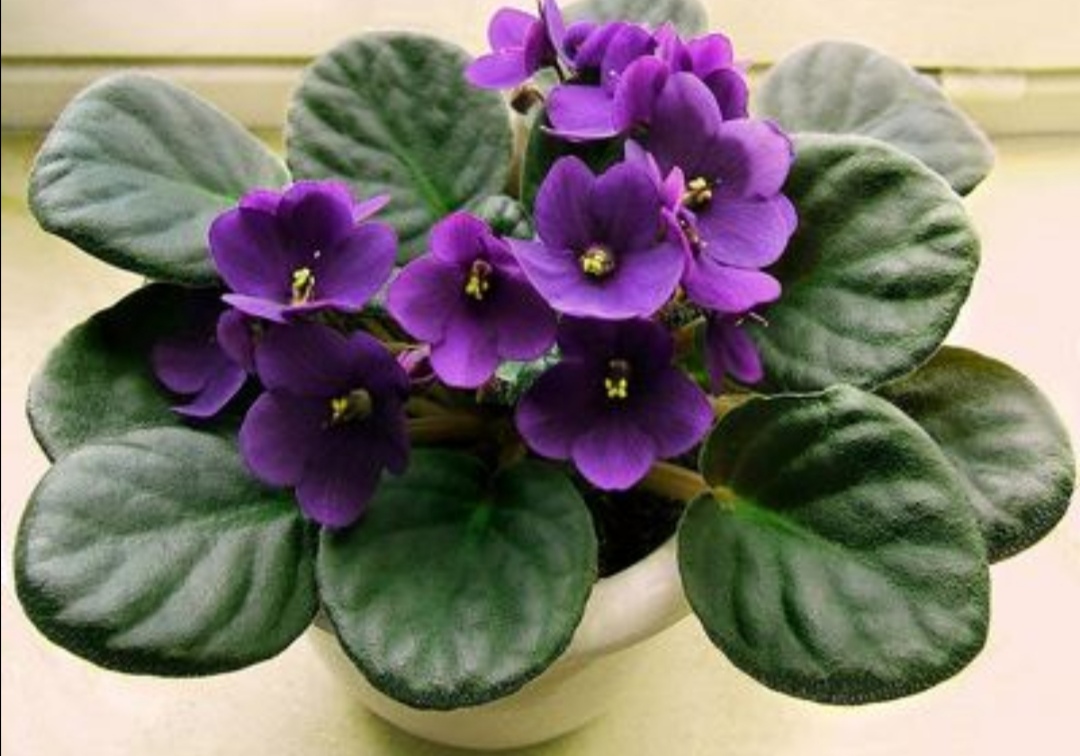 怎样养紫罗兰,家里养紫罗兰风水好吗
