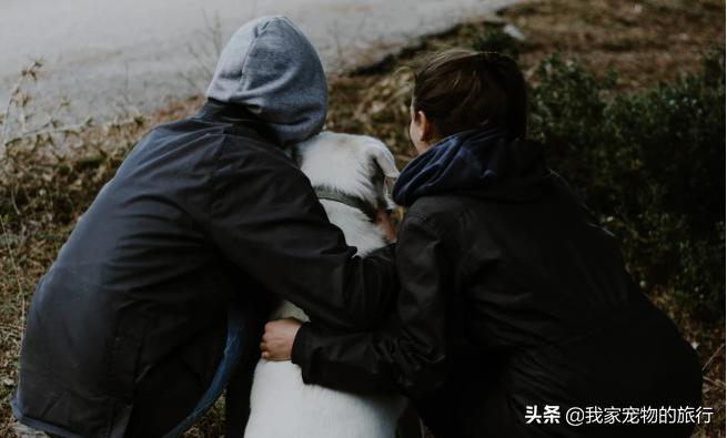 拉布拉多如何喂养才会吃得多,拉布拉多幼犬挑食怎么办