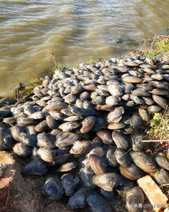 2021年农村创业国家扶持项目,2021年农村小本创业项目